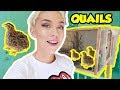 MY QUAILS MOVE INTO THEIR NEW DREAM HOUSE APARTMENT! DO THEY LIKE IT?! | NICOLE SKYES
