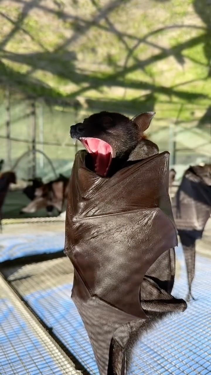 #JasonDeruloTV // Yawn ? #GotPermissionToPost From TT @lubeebatconservancy #SlowLow