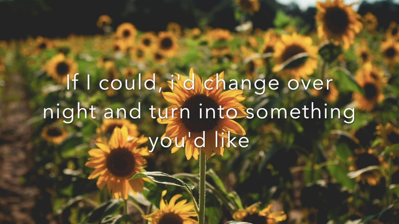 Sunflower (Sierra Burgess is a Loser) //Original by Shannon Purser and