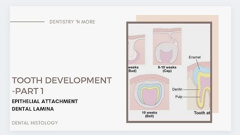 DEVELOPMENT OF TOOTH PART 1