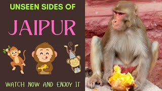 Funny Monkey Eating Fruit in Jaipur میمون بامزه در جیپور