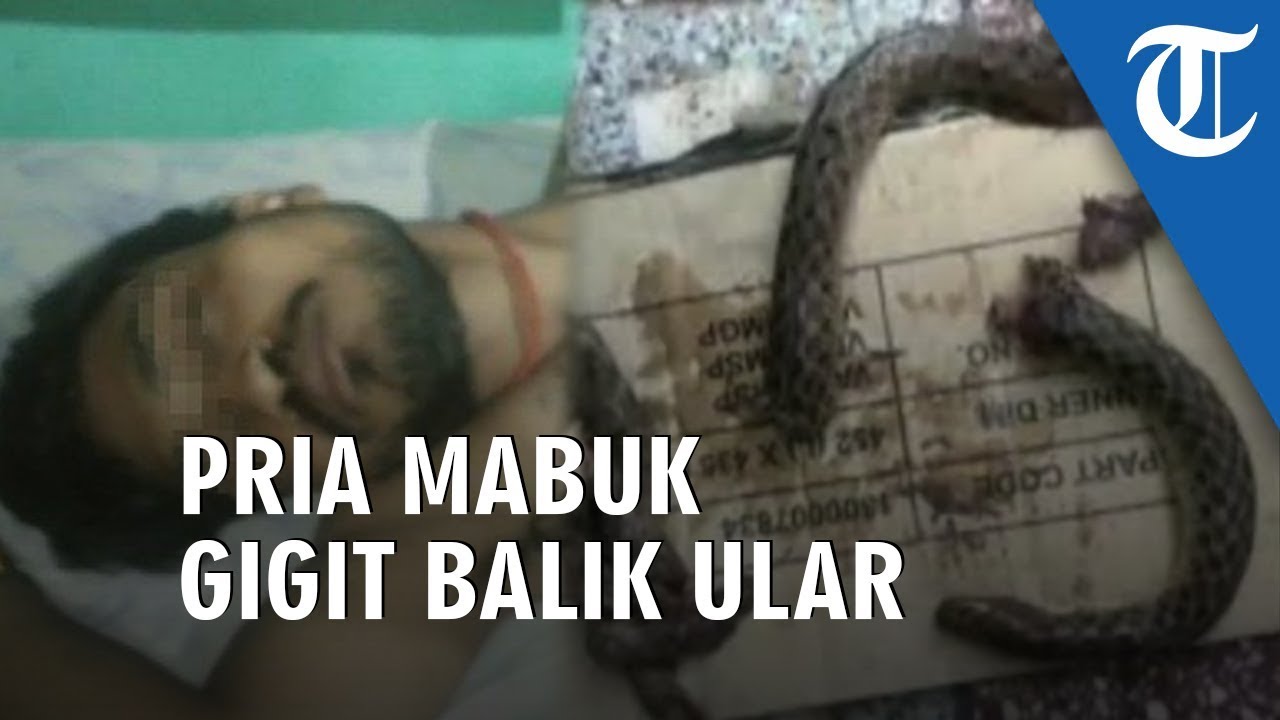 Salah Gigit Orang, Ular Ini Malah Mati Digigit dan Dicabik Pria Ini hingga Jadi Beberapa Bagian camera iphone 8 plus apk