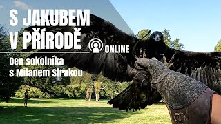 S jakubem v přírodě online - Den sokolníka s Milanem Strakou