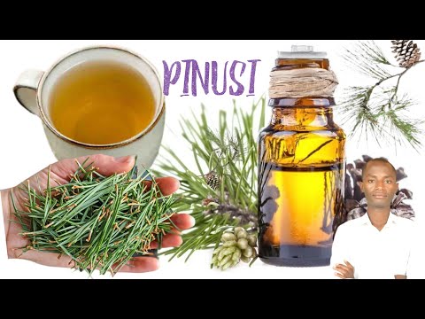 Indwara Nyinshi Zivurwa Na PINUSI Dore Impamvu Pinusi Ari Umuti Utangaza Benshi Pine Tree