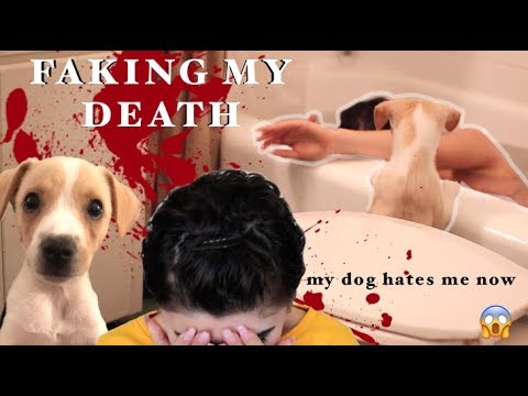 pranking-my-puppy-(part-1)--my-dog-reacts-to-me-dying!