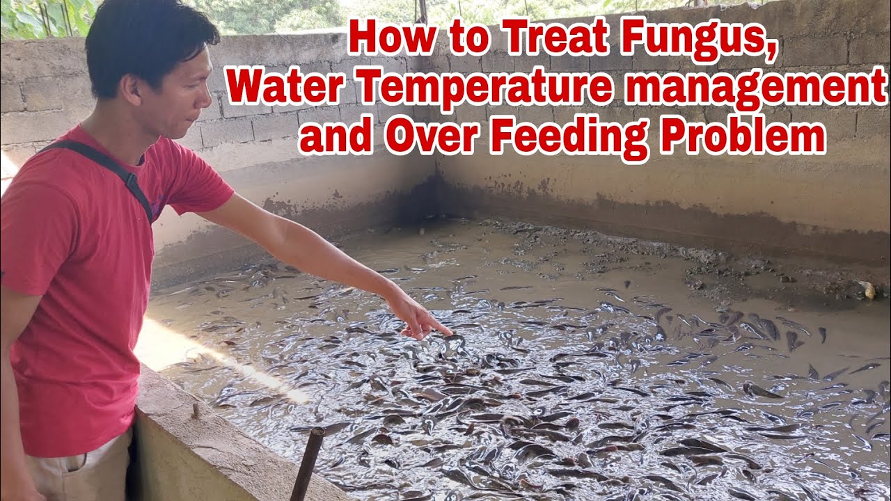 How to Troubleshoot Common Problem in Hito Farming