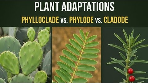 Phyllode, Phylloclade, & Cladode || B.Sc. 3rd Semester Botany || Versha Ma