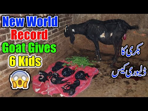 New World Record Goat Gives 6 Kids in Pakistan | Goat Gave Birth To 6 Kids | Complete Documentary