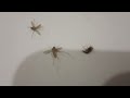 Mosquito 🦟