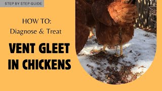 Vent Gleet in Chickens | Diagnosing | Treatment | Prevention