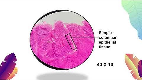 [SES] EXPERIMENT 2 : Animal Tissues