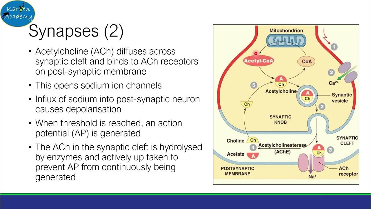 Reflexes, Synapses and Summation (AQA ALevel Biology) YouTube