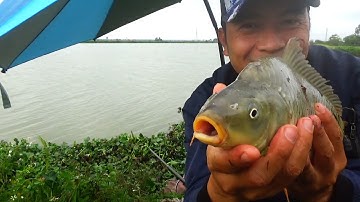 Đi câu trúng ổ cá chép sông, nhìn phao bềnh thụt mất hút