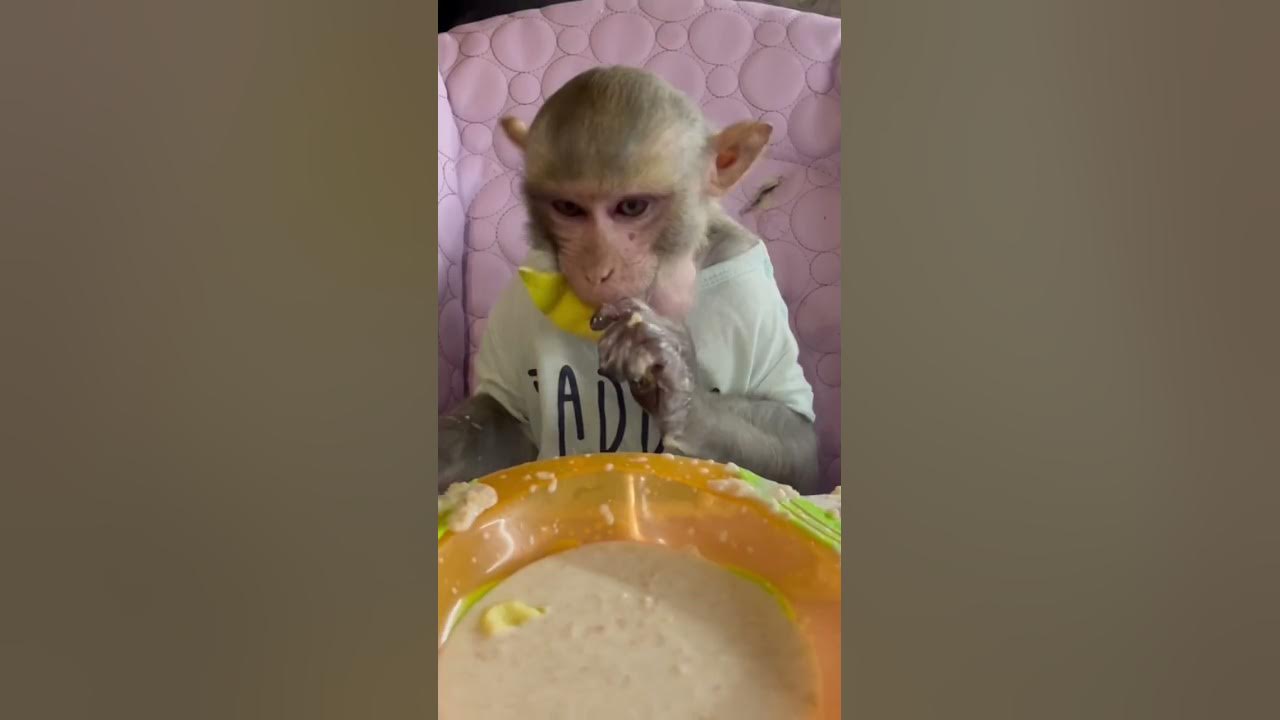 Мы за любой кипишь кроме голодовки 🐒🌽🍍🍆🥦🥬🍉макака резус обезьянка - YouTube