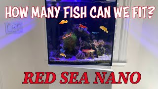 Nano Tank too many fish!? by Aquarium Service Tech 2,733 views 1 month ago 11 minutes, 52 seconds