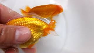 DSCF5768
