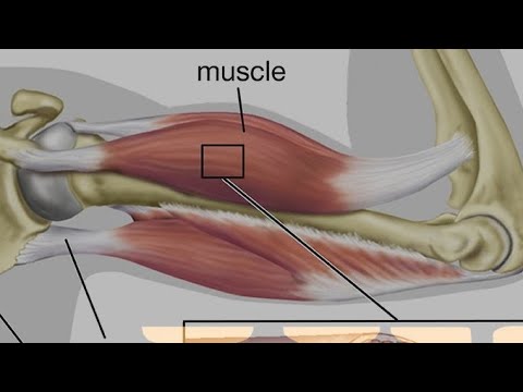 Locomotion & Movement Lecture-3