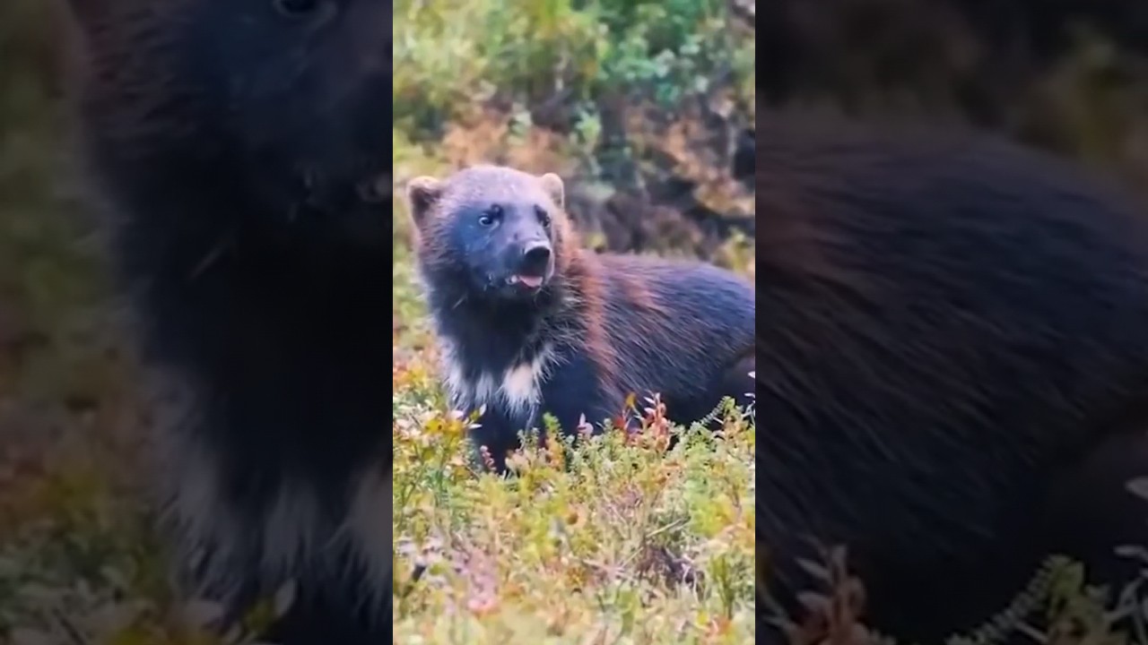 Росомаха,факты