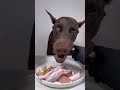 ASMR🔥生肉を食べるドーベルマン🥩#ドーベルマン　#doberman #dogasmr #asmr #咀嚼音 #犬ご飯　#mukbang #rawfood #dogmukbang #犬の咀嚼