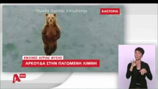 Αρκουδάκι εμφανίστηκε στην παγωμένη λίμνη της Καστοριάς
