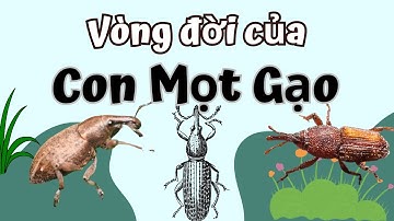Vòng Đời Của Con Mọt Gạo, Cách Phòng Tránh Bị Mọt Ăn Gạo
