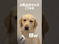 お風呂好きな犬、こうなる★#shorts #labradorretriever #ラブラドールレトリバー #可愛い #癒し #お風呂 #bathtime #大型犬 #ぼんちゃん #温泉