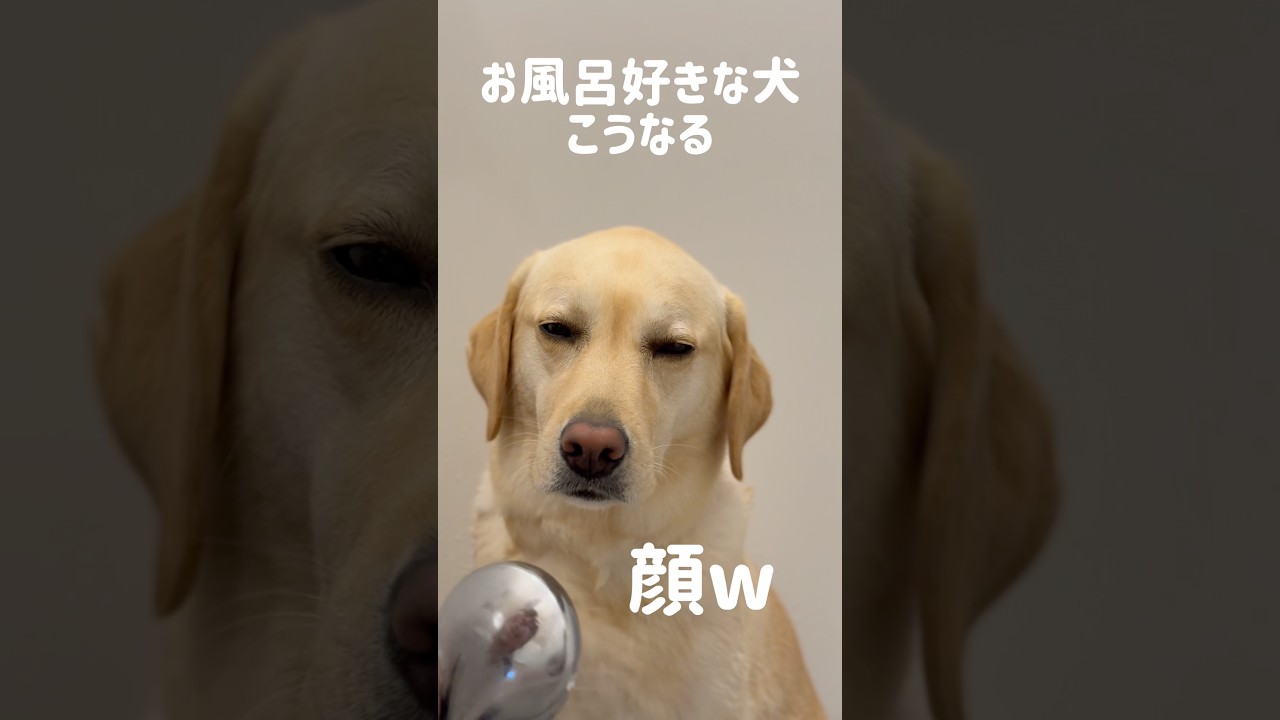 お風呂好きな犬、こうなる★#shorts #labradorretriever #ラブラドールレトリバー #可愛い #癒し #お風呂 #bathtime #大型犬 #ぼんちゃん #温泉