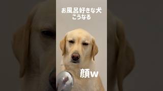 お風呂好きな犬、こうなる★#shorts #labradorretriever #ラブラドールレトリバー #可愛い #癒し #お風呂 #bathtime #大型犬 #ぼんちゃん #温泉