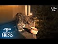 Stranded Cat Cries In Despair As Her Last Canned Food Drops Down | Animal in Crisis EP225
