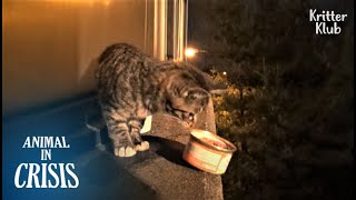 Stranded Cat Cries In Despair As Her Last Canned Food Drops Down | Animal in Crisis EP225