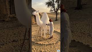 राजस्थान में बारिश में बनाया देसी जुगाड़!#desi #rajsthan #gav #sukoon #reelsfb #life #trending
