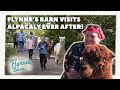 Flynnes barn visits alpacaly ever after  suppourting young people with cancer