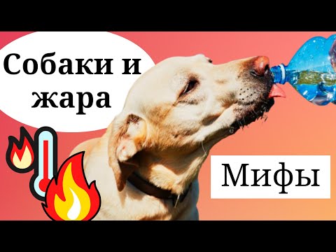 Видео: 5 способов помочь вашей собаке победить летнюю жару