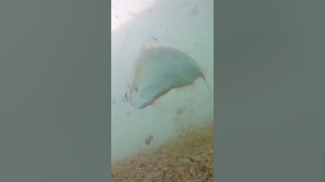 How Surf Perch Fish takes the bait | Underwater Footage #shorts How Surf Perch Fish takes the bait | Underwater Footage #shorts