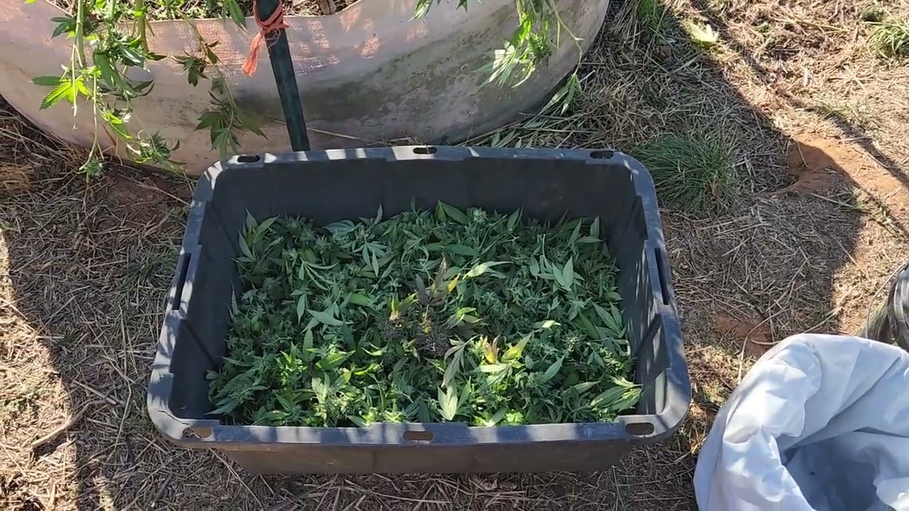 Fresh Frozen Harvest!🔥❄️