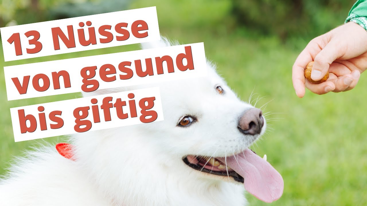 Dürfen Hunde NÜSSE essen? 13 Nuss-Sorten von gesund bis giftig | Dogco.de -  YouTube