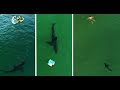 Swimmer Encounters Great White Shark: Shark Scientist Explains its Behavior