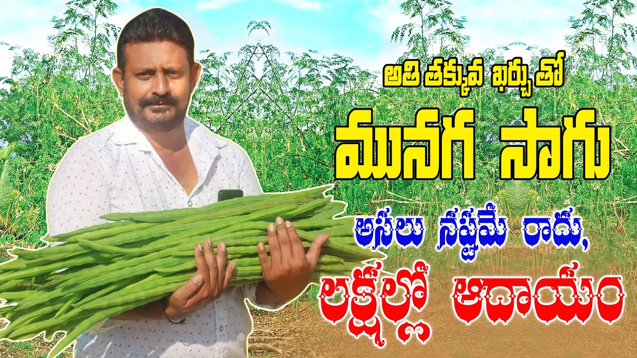 మునగ సాగు చేస్తే నష్టం రాదు | How to Cultivate Drumstick | Moringa Farming | AgriTech Telugu