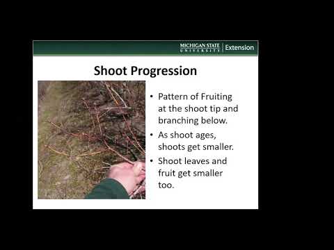 Video: Kontrola plísně borůvkové botrytidy: Jak zvládnout plíseň borůvkové