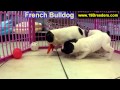 French Bulldog, Puppies, For, Sale, In, Olathe, Kansas, County, KS, Fairfield, Litchfield, Middlesex French Bulldog, Puppies, For, Sale, In, Olathe, Kansas, County, KS, Fairfield, Litchfield, Middlesex
