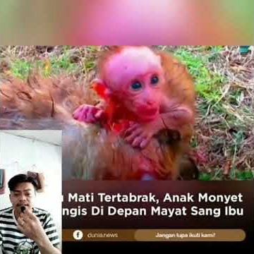kasian anak kera ini#reacion video#shorts