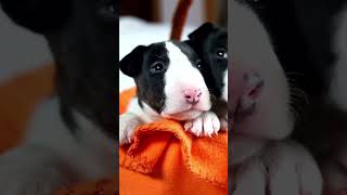Bull Terrier Puppies - Arent They Cute??