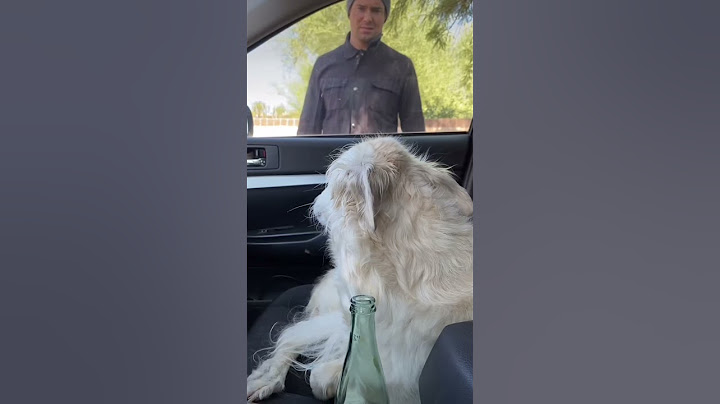 DONT LEAVE DOGS IN HOT CARS #borzoi #dog #russianwolfhound #dogs #funnydog #PSA