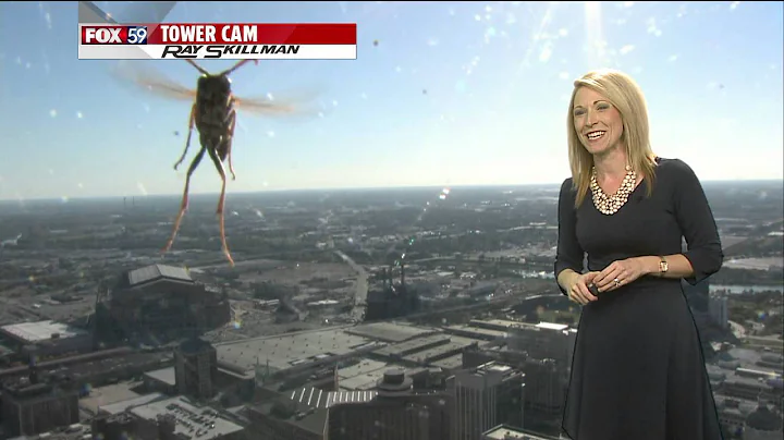 Bee 'attacks' Meteorologist Jennifer Ketchmark dur...