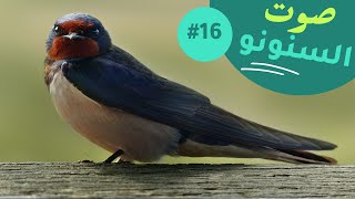 صوت طائر السنونو الأصلي - Swallow sounds