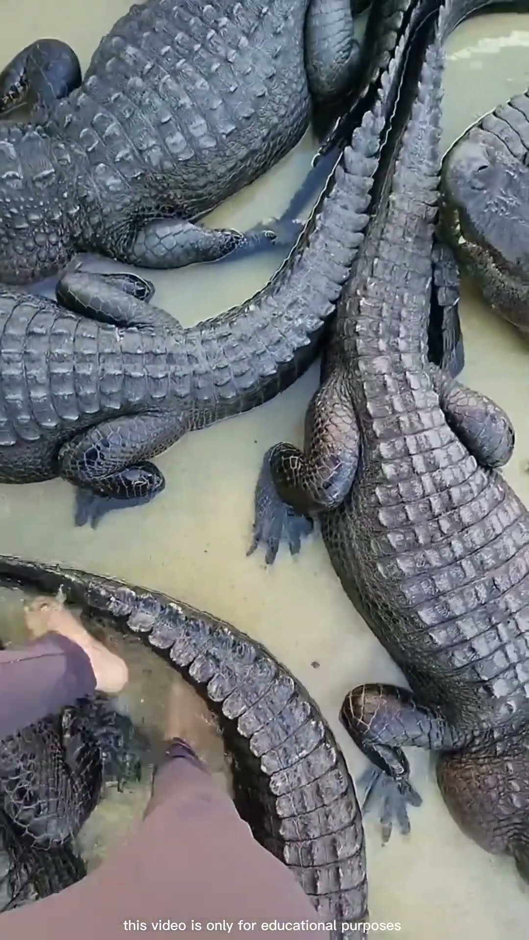crossing the road of crocodiles #shortsvideo