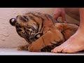 Putting the Cub's Teeth to the Test | Tigers About the House | BBC Earth