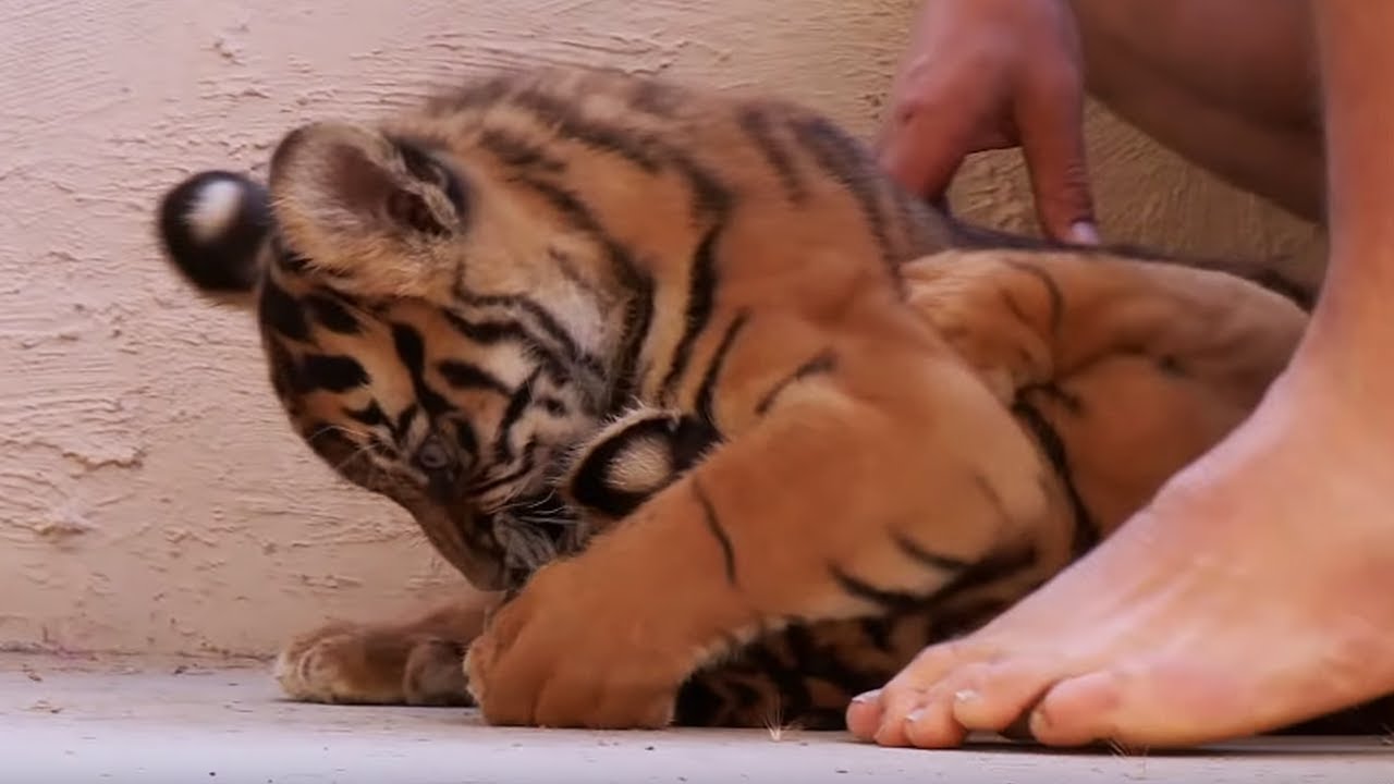 ⁣Living With Tiger Cubs | Tigers About The House | BBC