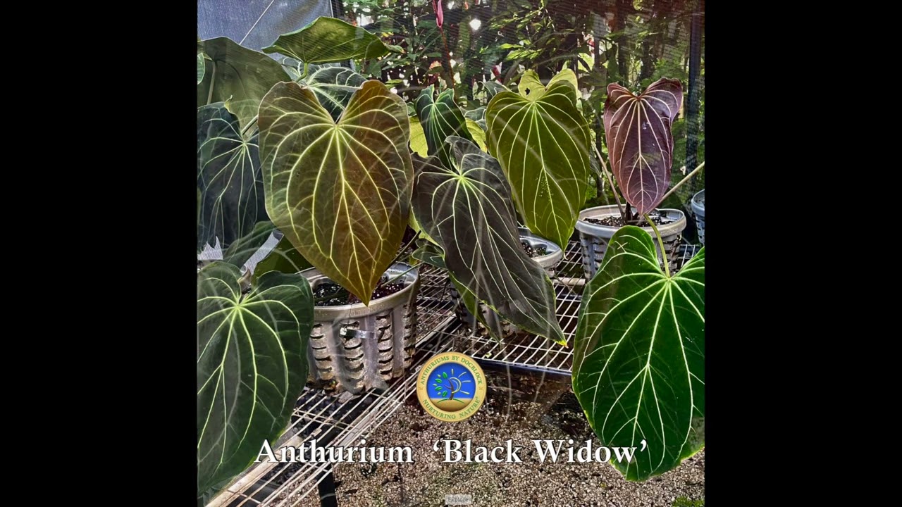 Anthurium Black Widow'