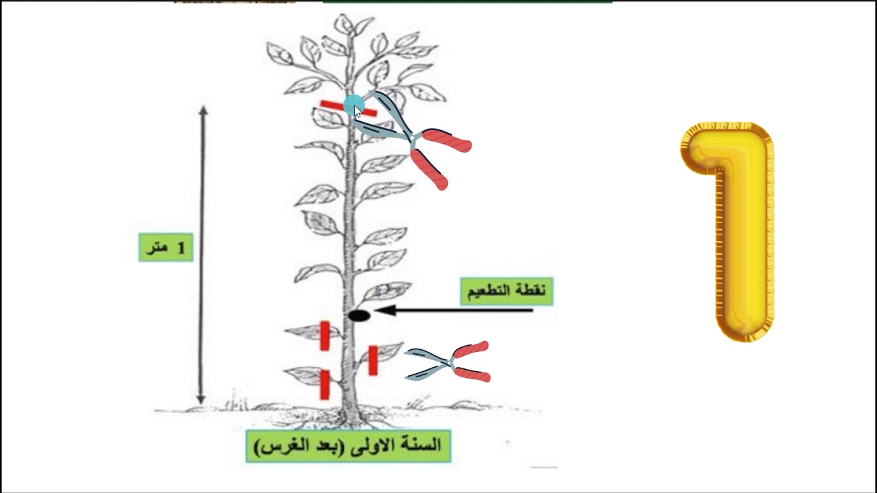 اسهل درس لتعلم تقليم الاشجار  مافيش اسهل من كدة
